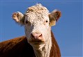 Concern as classical Bovine Spongiform Encephalopathy disease confirmed on Ayrshire farm