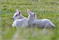 Moray Moments: Lambing Season