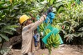 Bananas at risk of devastating disease and extreme heat, Colombian farmers warn