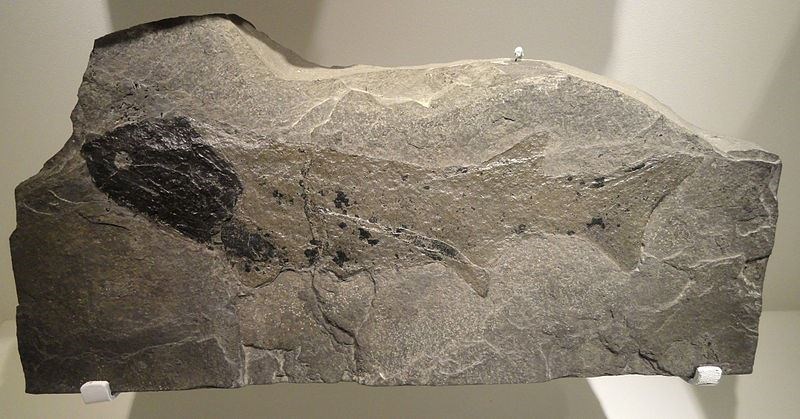 A fossil similar to the Cheirolepis Cummingae, named in Eliza's honour.